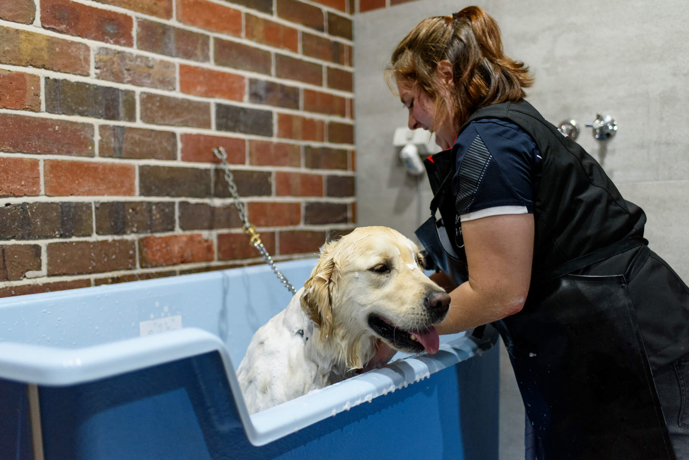 dog hydrobath